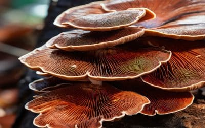 Warum Mykotherapie das Immunsystem nachhaltig stärkt